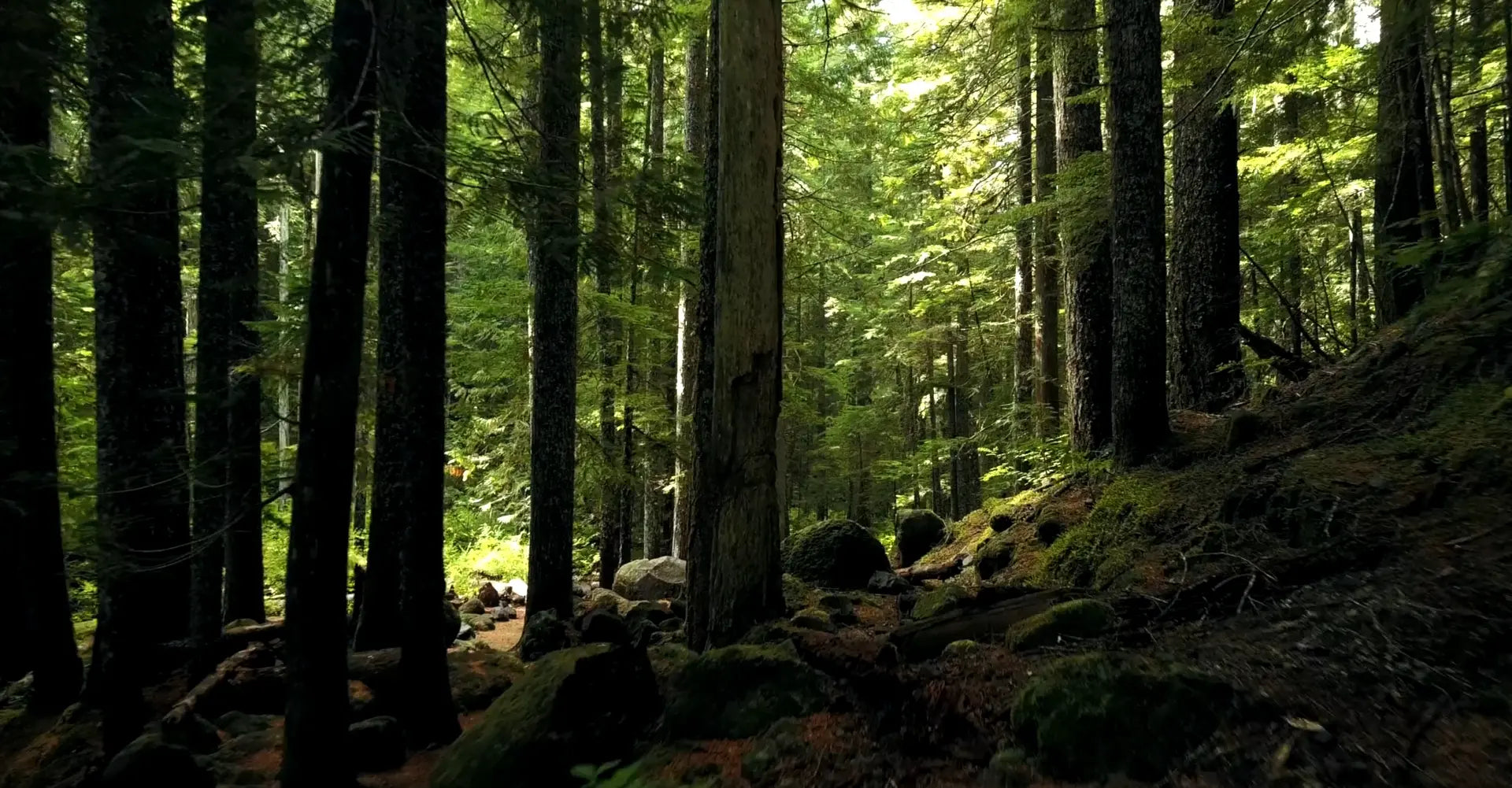 Inviting mossy hiking trail in green forest